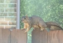 Mókusnak nézték a tinit, ezért kellett meghalnia