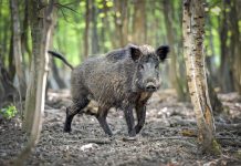 A lengyelek már robotokra bízzák az elszemtelenedett vaddisznók elkergetését