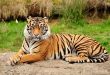 Ez nem a Másnaposok! Drogot kerestek, de egy tigrissel találták magukat szemben.