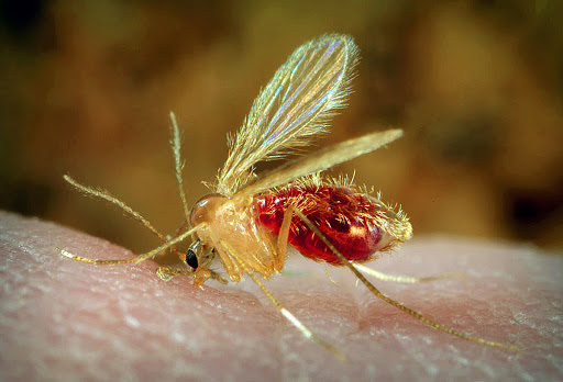 szúnyog parazita)
