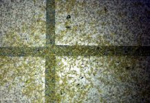 Ennek sosem lesz vége? Tovább támadnak a szúnyogok a Balaton partján