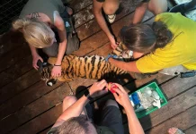 Nagy a baj! Az Állatkert kistigrisének életéért küzdenek