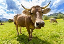 Műértő közönség: több tejet adtak a tehenek a jazz-koncert után