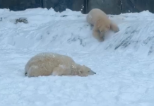 A nyíregyházi jegesmedvebocsok még sosem láttak ekkora havat – videó