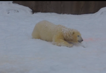 A buli folytatódik! A nyíregyházi jegesmedvék nem tudnak betelni a fagyos idővel