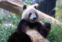 50 év alatt kipandázták magukat a japánok. Hazaköltözik az utolsó két maci is Kínába