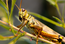 7 centisre is megnőhet a hazánkban nemrég megjelent rovar. Nem véletlenül hívják horrorsáskának is