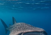 Akár 10 méteresre is megnőhet! Óriáscápát láttak az Adrián