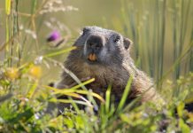 Erre számíthatunk az idei mormota nap után