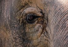 Elefánt ölt meg egy magyar turistát Sri Lankán