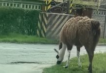 Elszabadult láma futkos a Havanna-lakótelepen