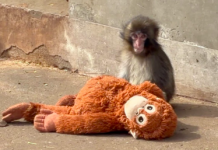 Punch a japán sztármajom, egyre többet játszik igazi majmokkal, mégis korlátozni kellett az állatkert forgalmát.